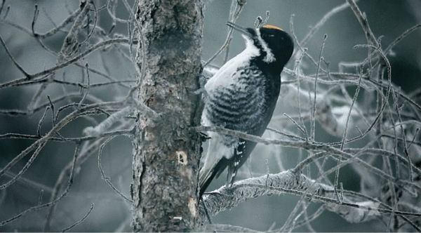 6.最充分的文学内涵