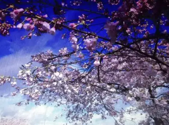 有声小说播音员布兰德朗诵：《遇见》